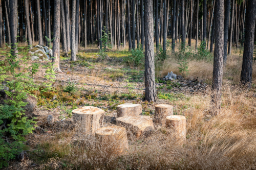 Bagno nel bosco